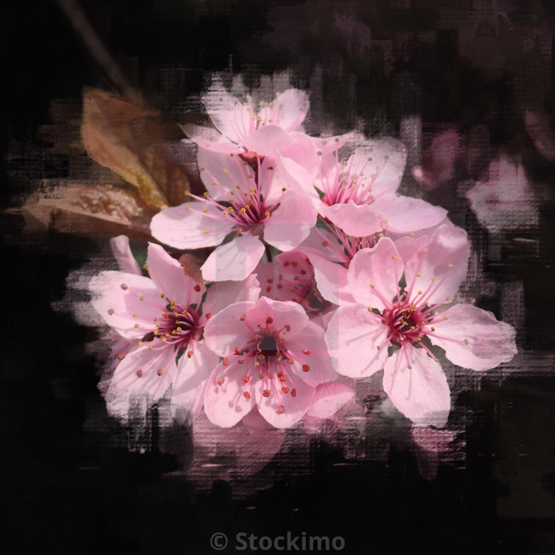 Art Cherry Blossom Black Background - Go Images Depot